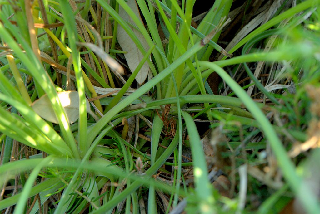 Plantago holosteum / Piantaggine a foglie carenate