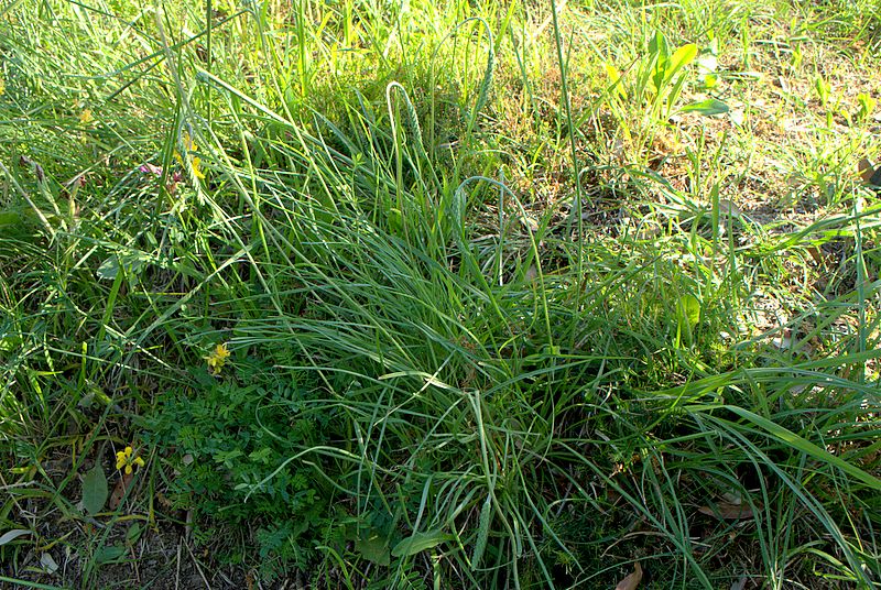 Plantago holosteum / Piantaggine a foglie carenate