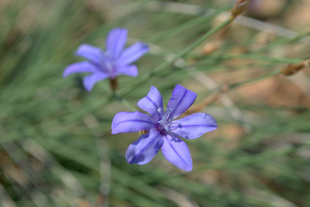 Aphyllanthes monspeliensis / Ventaglina di Montpellier