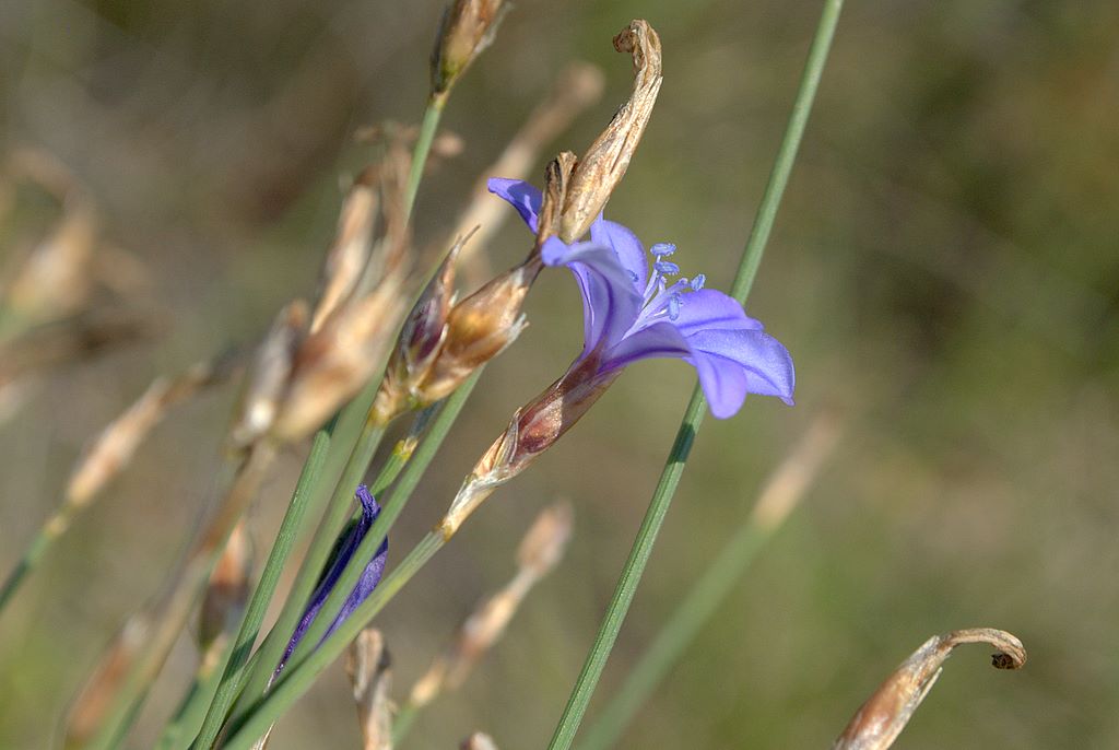 Aphyllanthes monspeliensis / Ventaglina di Montpellier