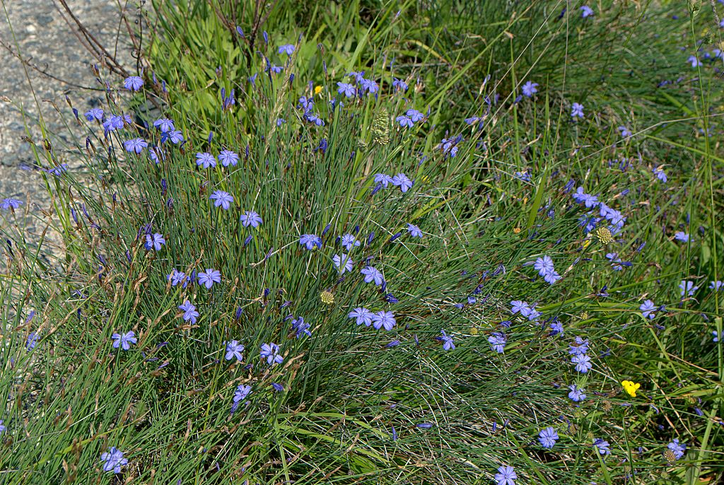 Aphyllanthes monspeliensis / Ventaglina di Montpellier