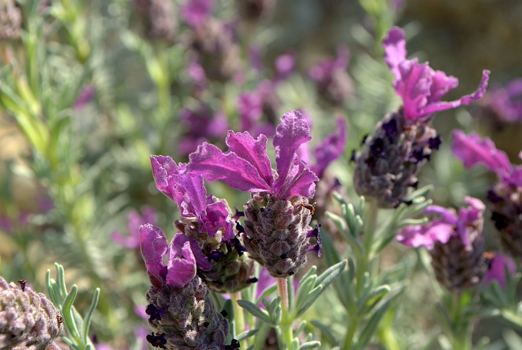 Lavandula stoechas