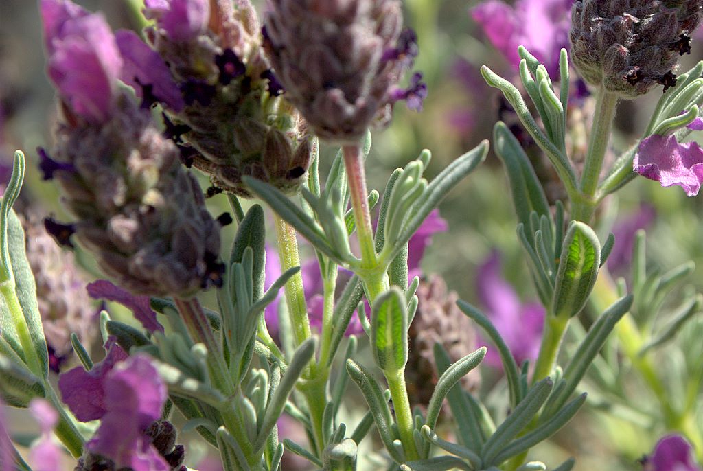 Lavandula stoechas