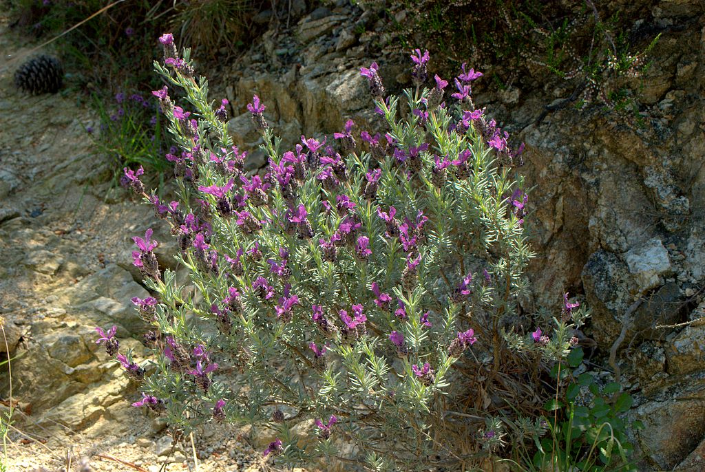 Lavandula stoechas