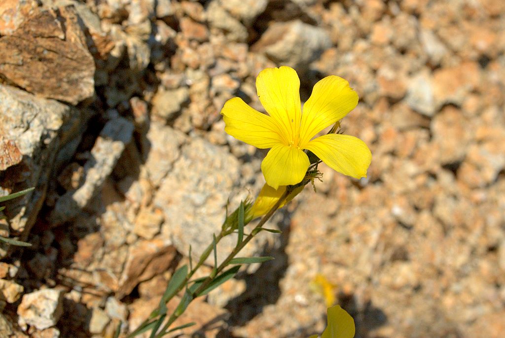 Linum campanulatum