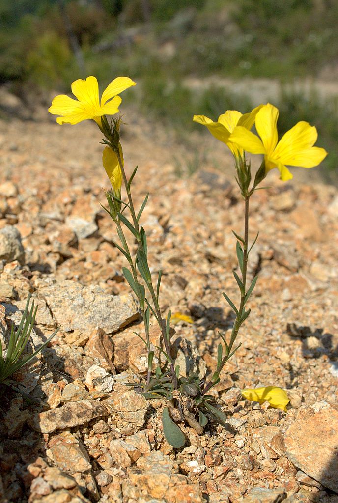 Linum campanulatum