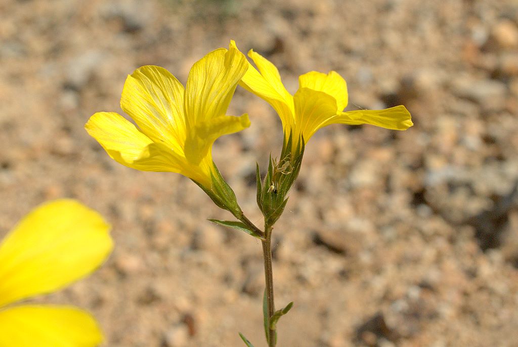 Linum campanulatum