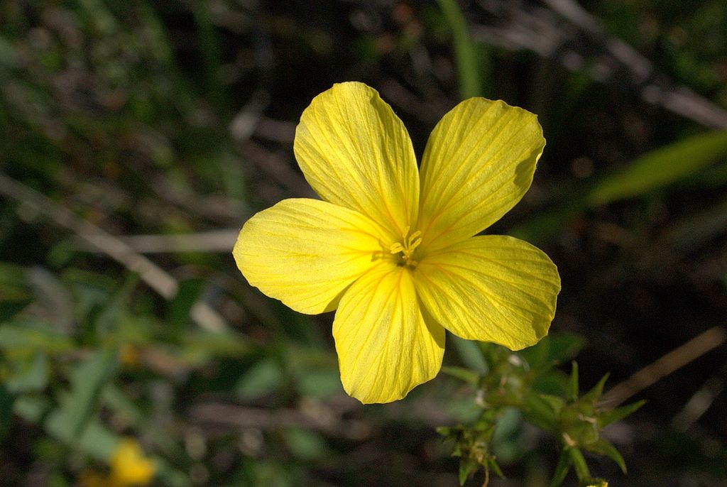 Linum campanulatum