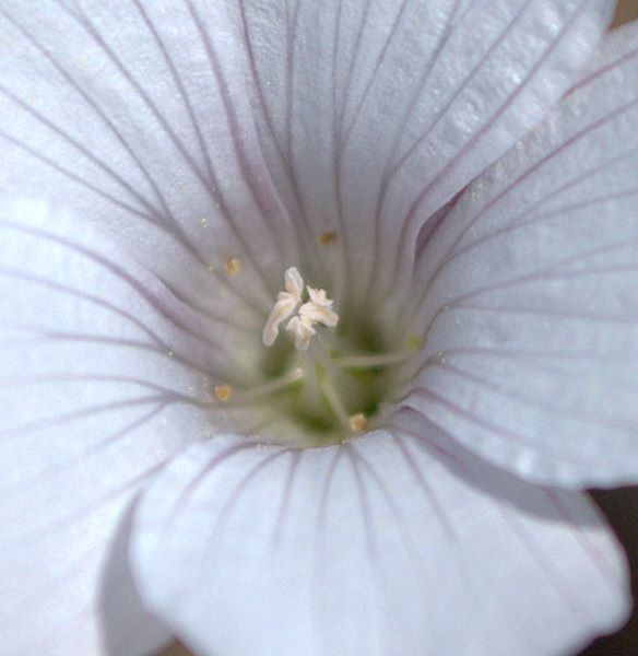 Linum tenuifolium / Lino a foglie strette