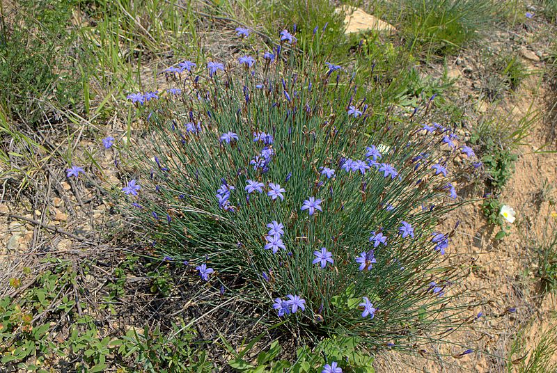 Aphyllanthes monspeliensis / Ventaglina di Montpellier