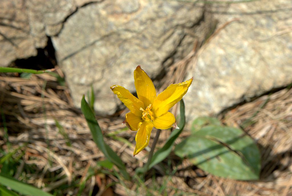 Tulipa australis / Tulipano montano