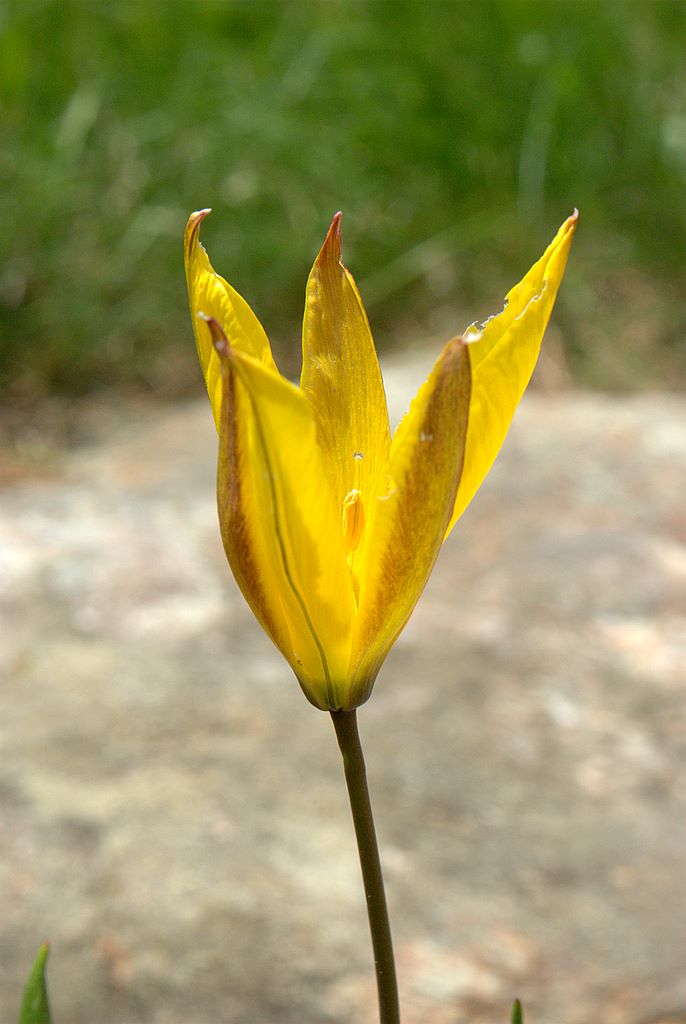 Tulipa australis / Tulipano montano