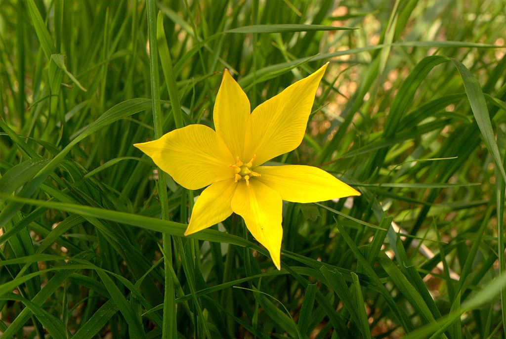 Tulipa australis / Tulipano montano