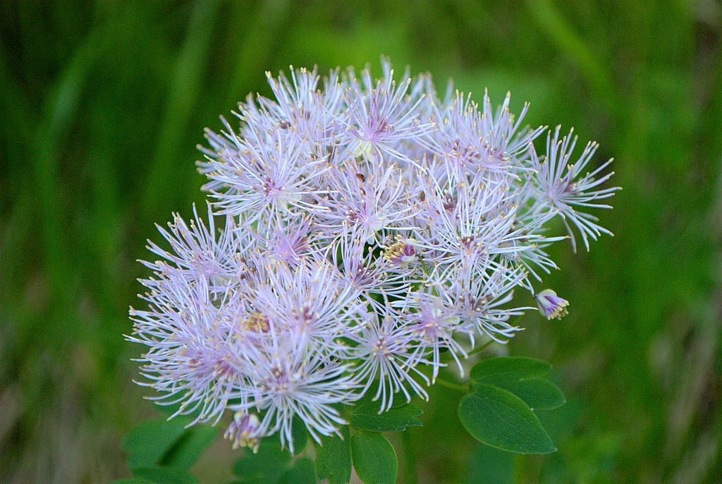 Thalictrum aquilegifolium