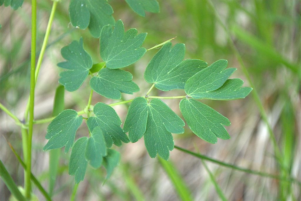 Thalictrum aquilegifolium