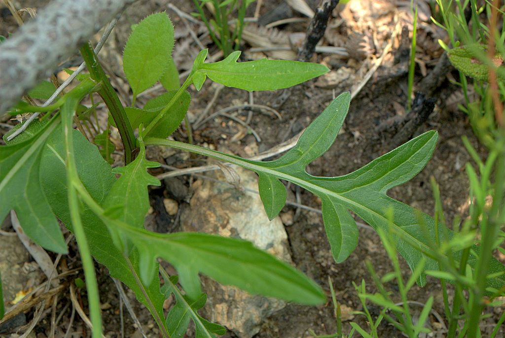 Centaurea scabiosa / Fiordaliso vedovino