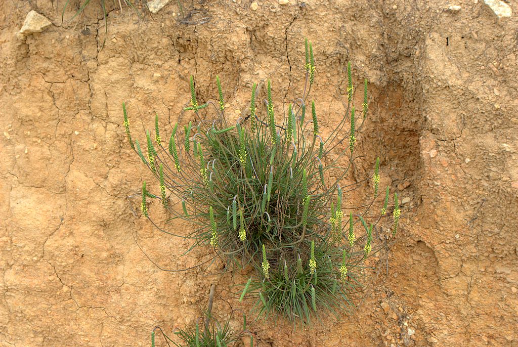 Plantago holosteum / Piantaggine a foglie carenate