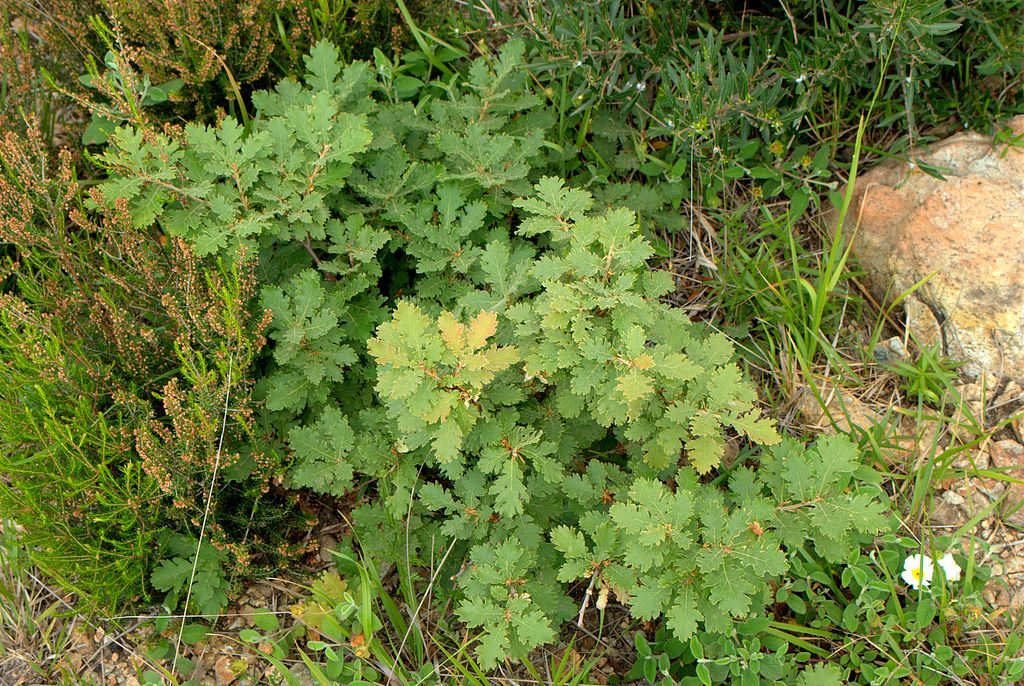 Quercus pubescens l.s.