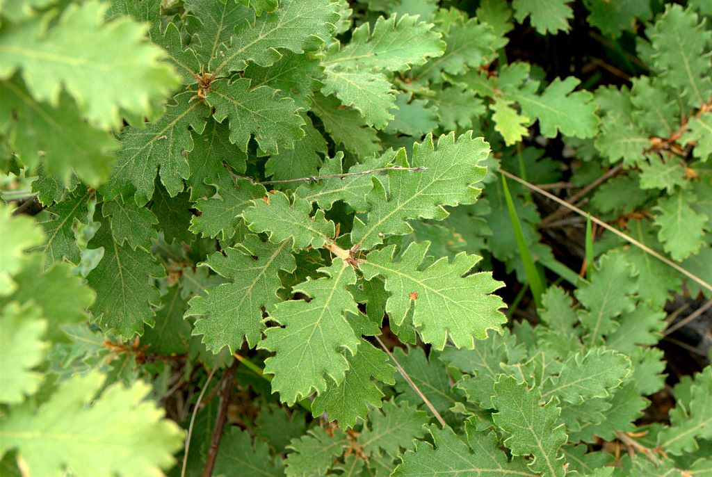 Quercus pubescens l.s.