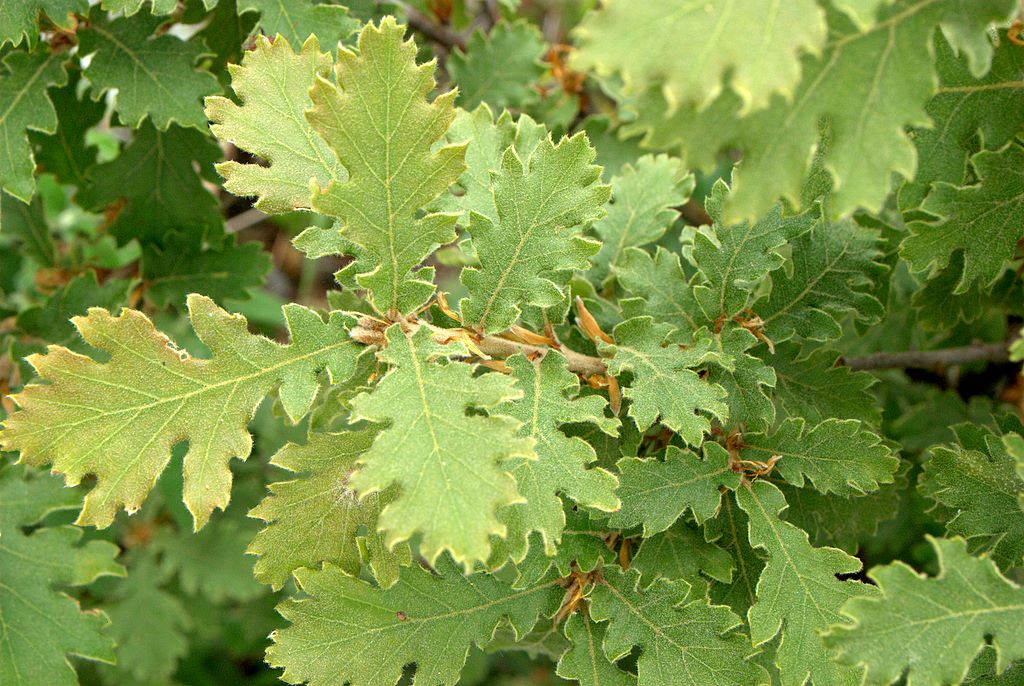 Quercus pubescens l.s.