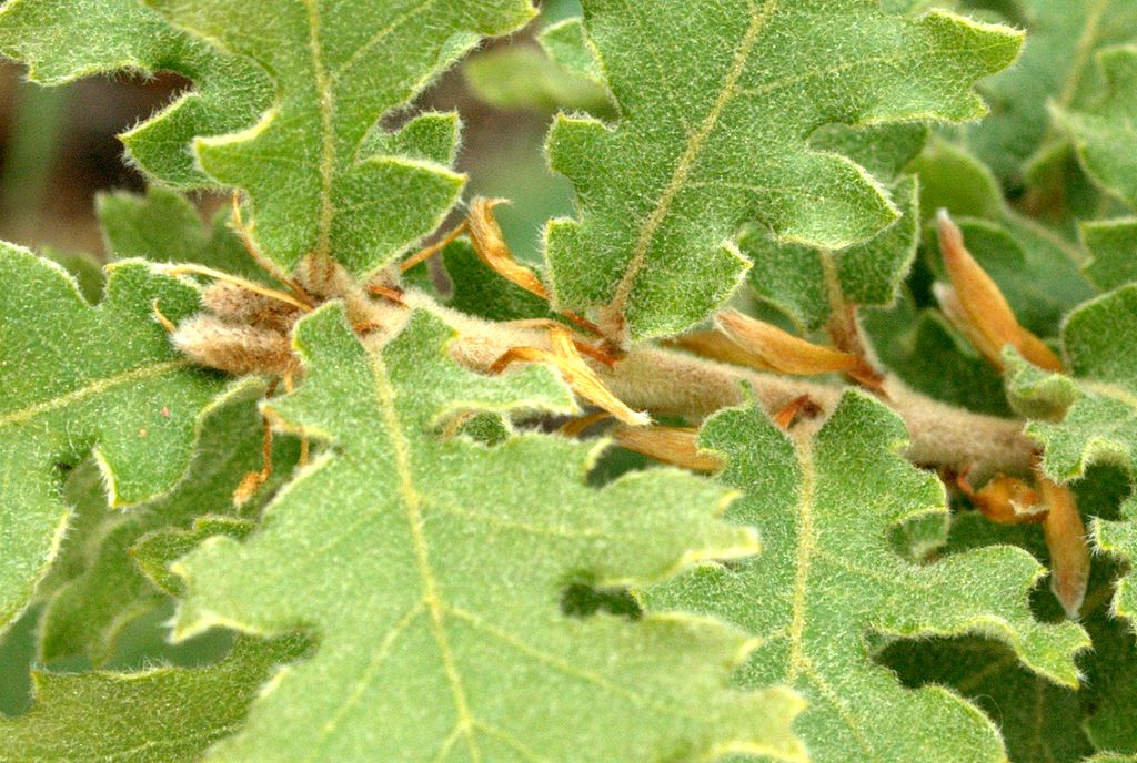 Quercus pubescens l.s.