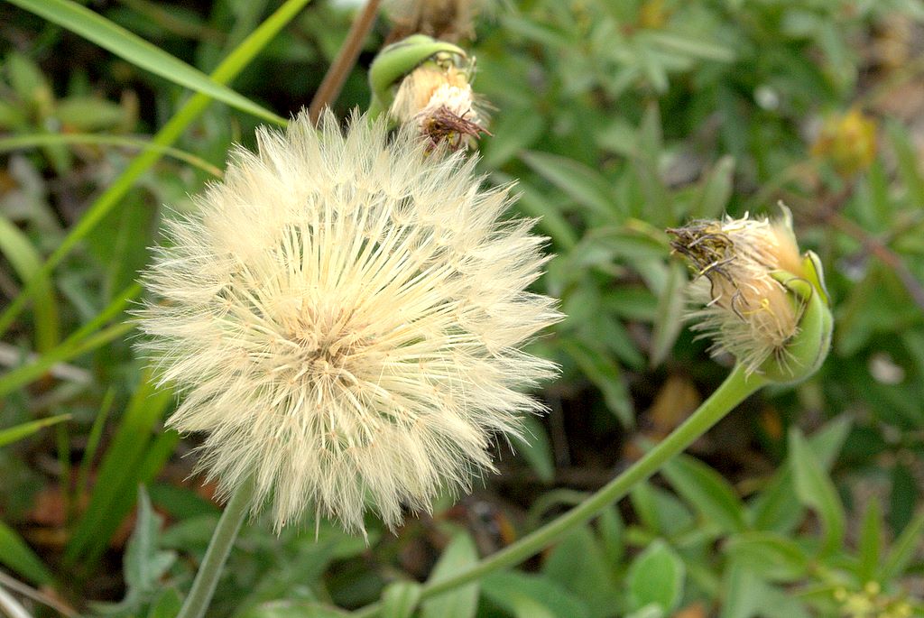 Urospermum dalechampii