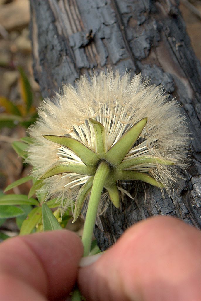 Urospermum dalechampii