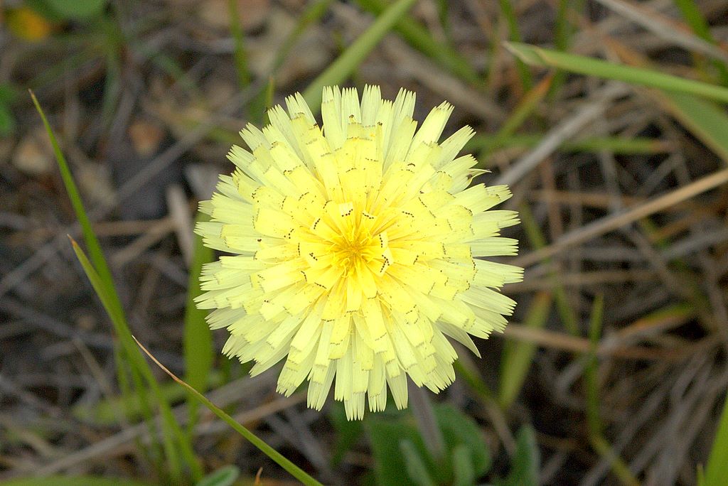 Urospermum dalechampii