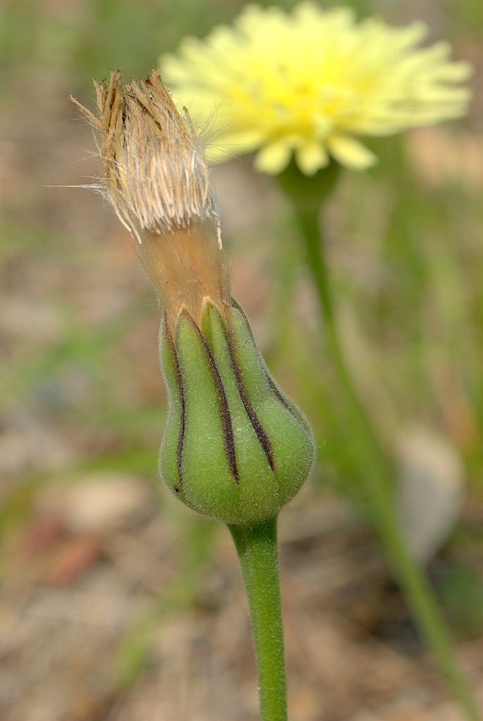 Urospermum dalechampii