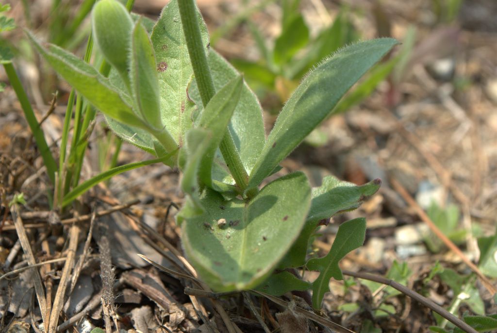 Urospermum dalechampii