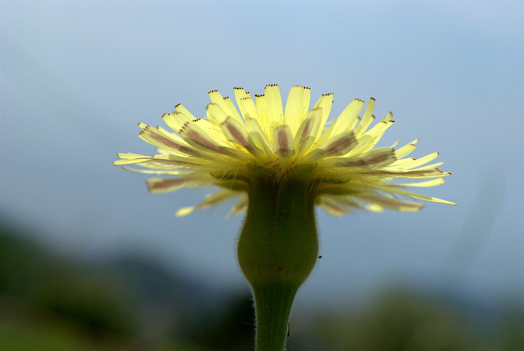 Urospermum dalechampii