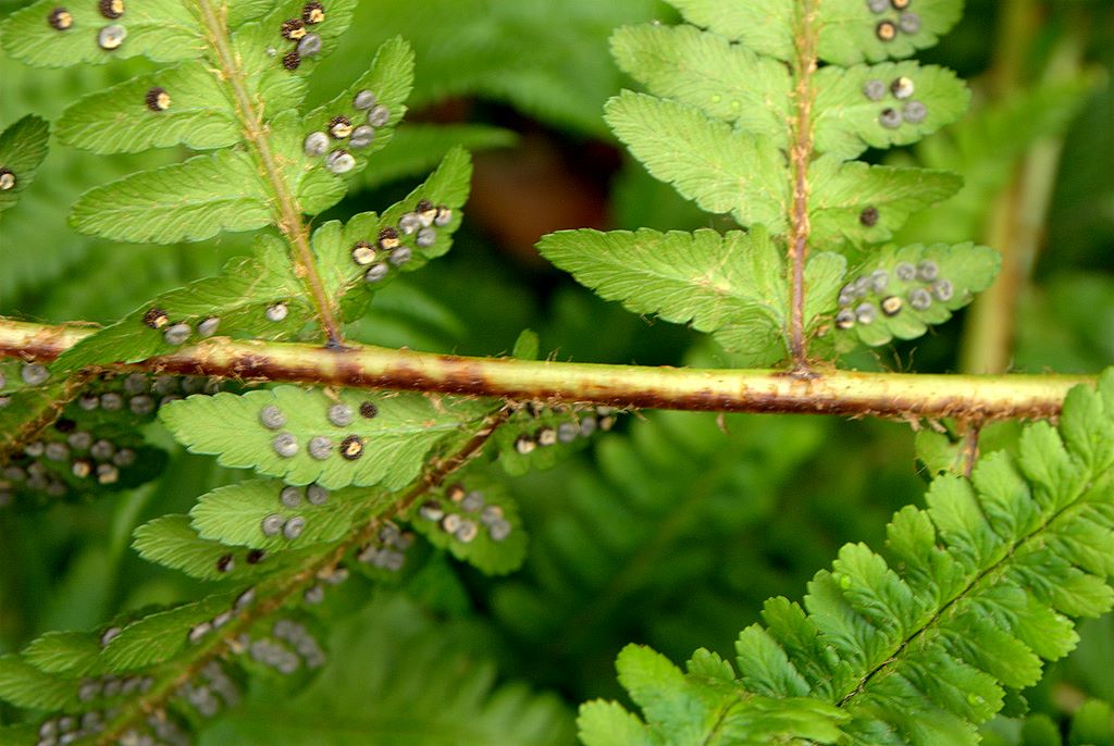 Dryopteris affinis / Felce pelosa