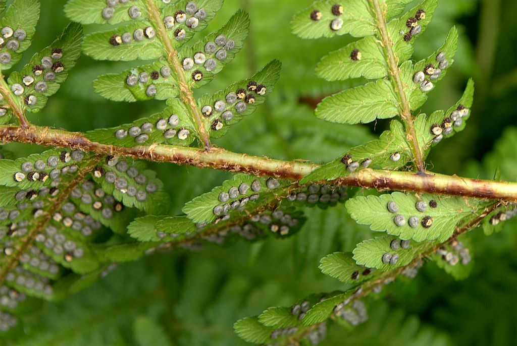 Dryopteris affinis / Felce pelosa