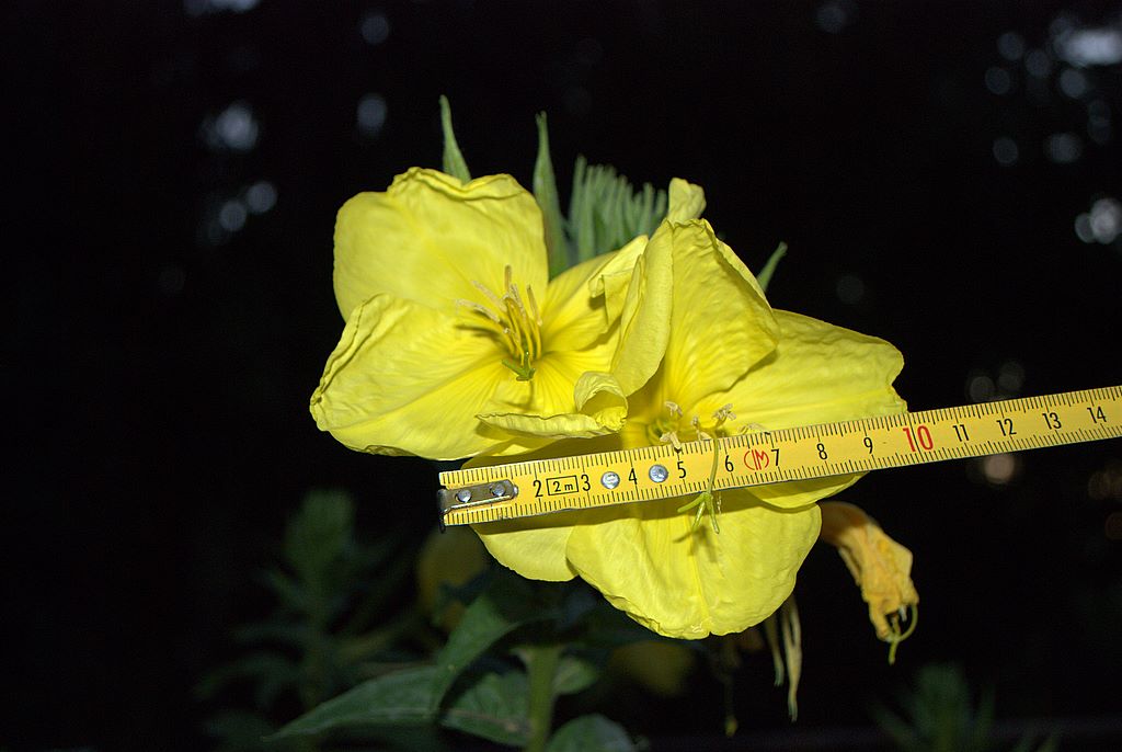 Oenothera glazioviana (=erythrosepala)