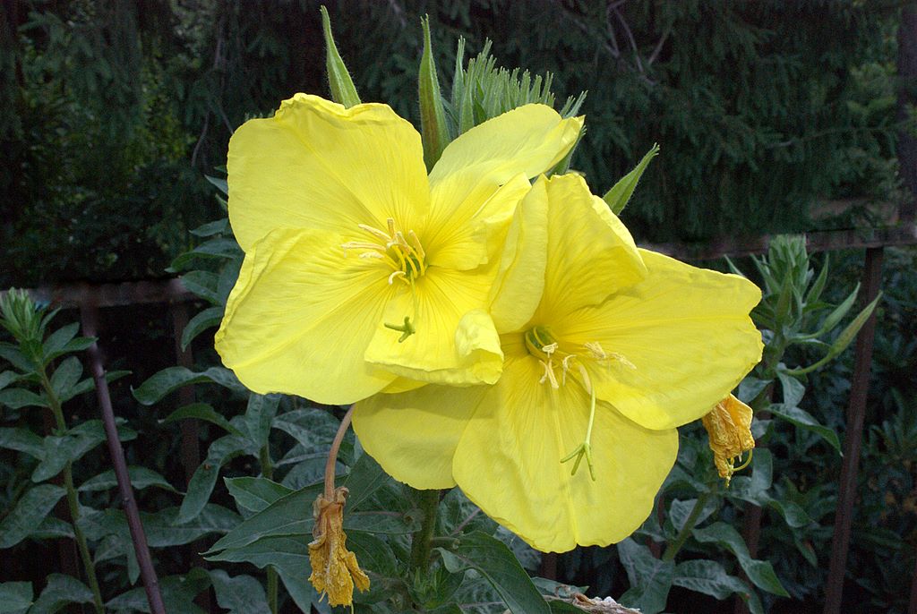 Oenothera glazioviana (=erythrosepala)