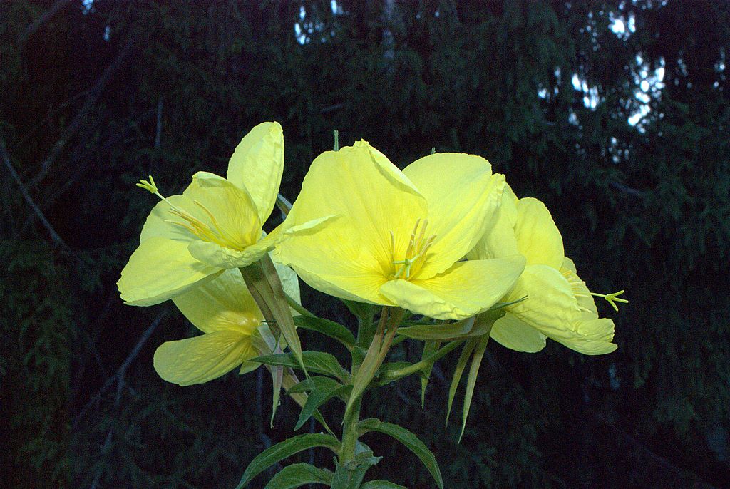 Oenothera glazioviana (=erythrosepala)