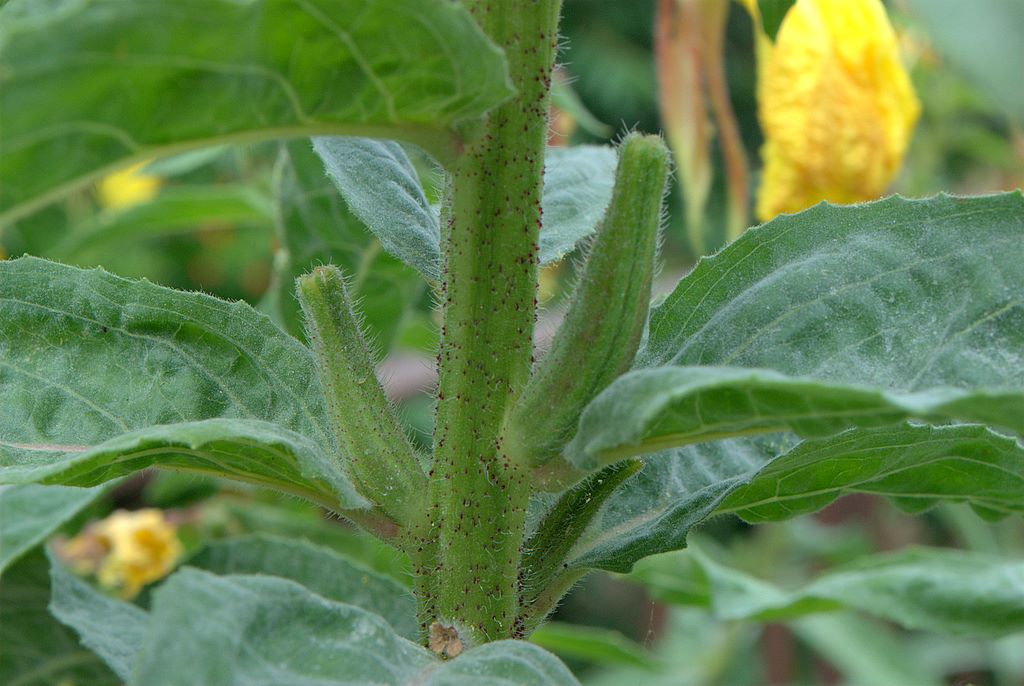 Oenothera glazioviana (=erythrosepala)