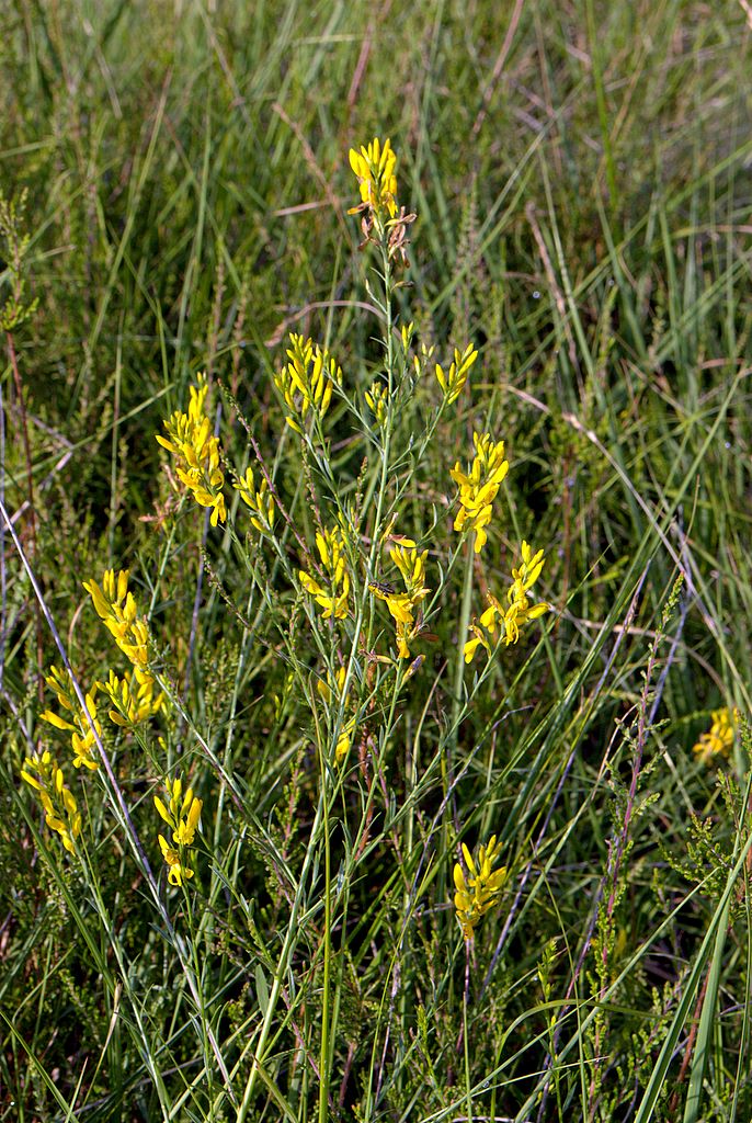 Genista tinctoria