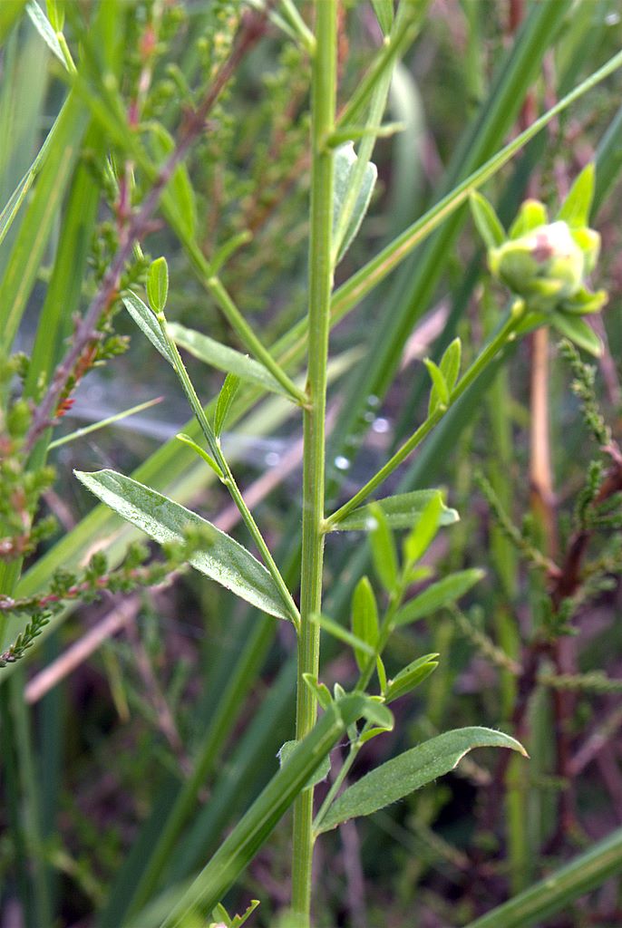 Genista tinctoria