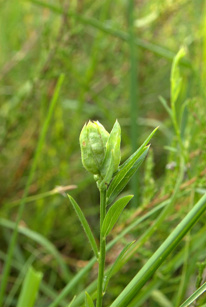 Genista tinctoria