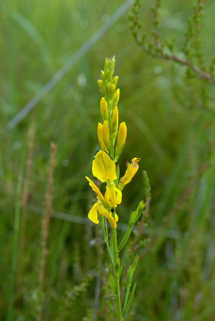 Genista tinctoria