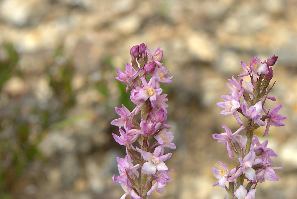 Dacthylorhiza sambucina