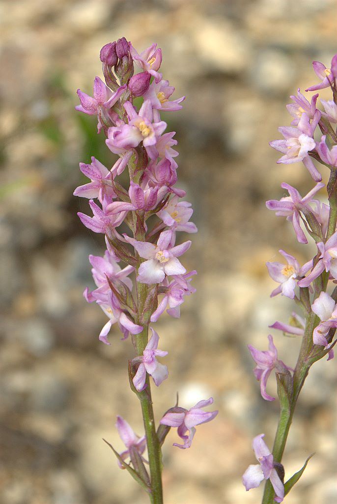 Dacthylorhiza sambucina