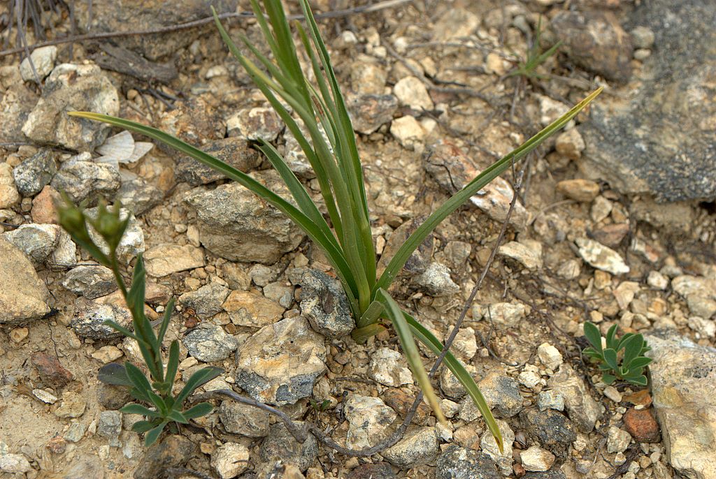 Dacthylorhiza sambucina