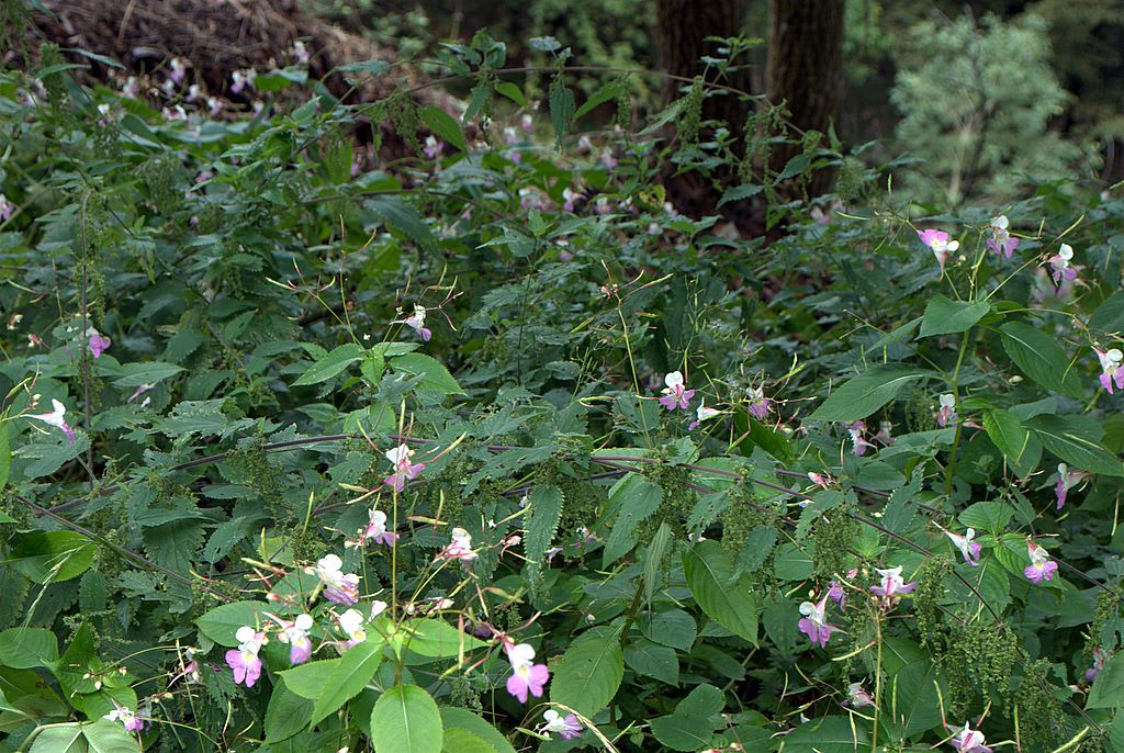 Impatiens balfourii