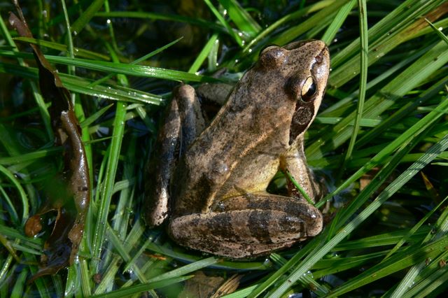 Rana dalmatina