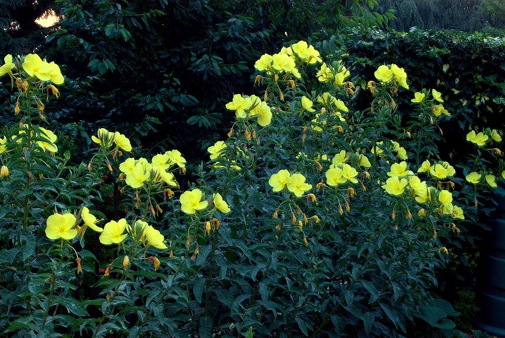 Oenothera glazioviana (=erythrosepala)