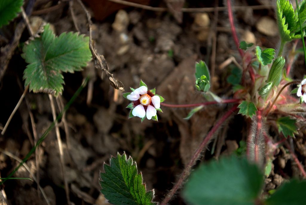 Potentilla micrantha