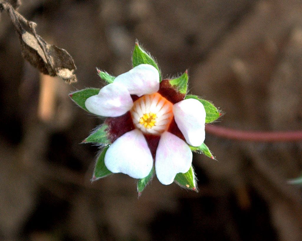 Potentilla micrantha