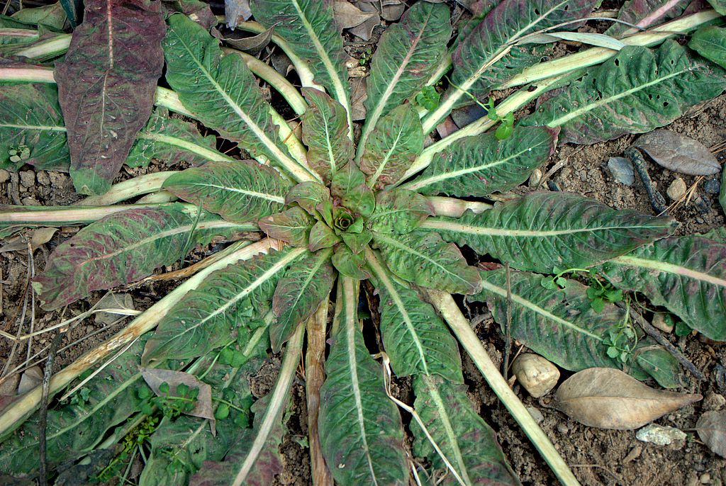 Oenothera glazioviana (=erythrosepala)